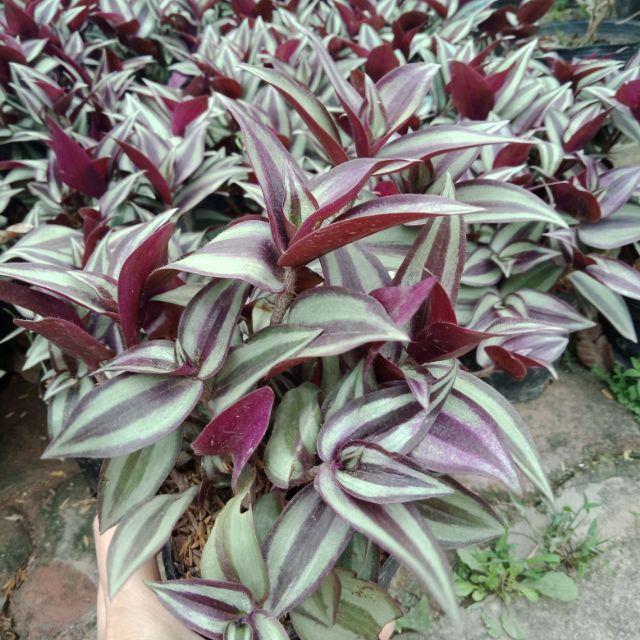Chậu cây Thài lài tía Thái lá phát tài