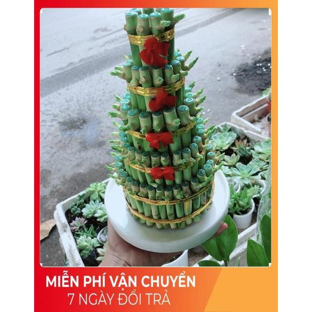 Cây Trúc Phát Tài Kèm Dĩa