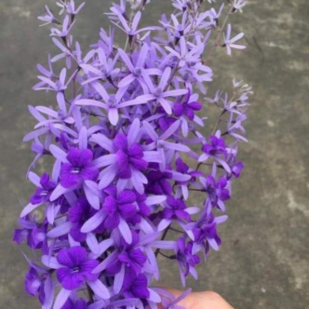 Sản phẩm HOA MAI XANH ĐẸP RỰC RỠ