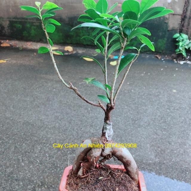 Chậu Cây Si Bonsai