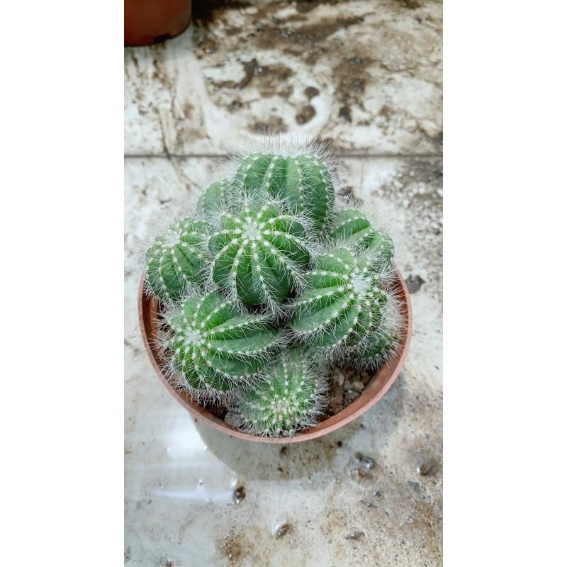 Xương Rồng Bụi Khế