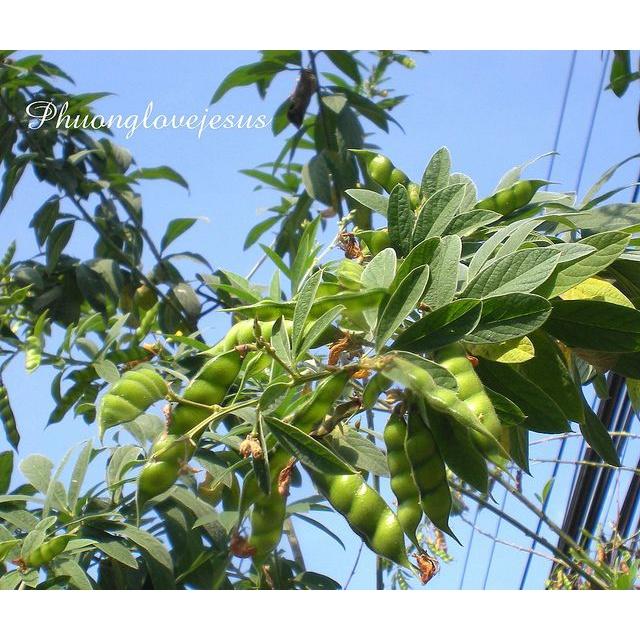 Hạt Giống đậu chiều, đậu săng, CT74- Gói 20gram