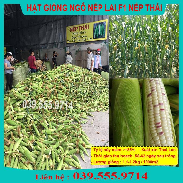 Hạt Giống Ngô Nếp Thái Tím Trắng - Hạt Ngô Thơm Dẻo Ngon Năng Suất Cao