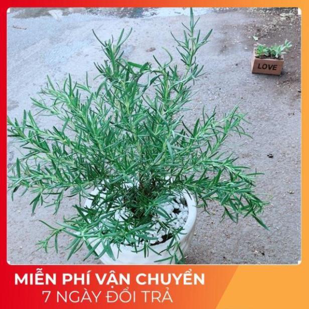 Chậu Hương Thảo