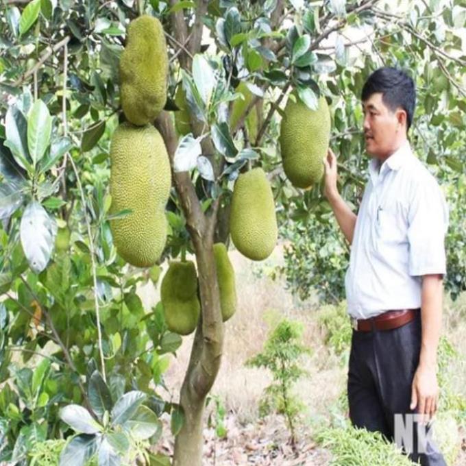 Sản phẩm MÍT THÁI LAN RUỘT ĐỎ