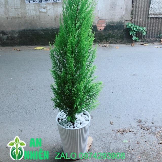 Chậu Cây Tùng Thơm 1m5