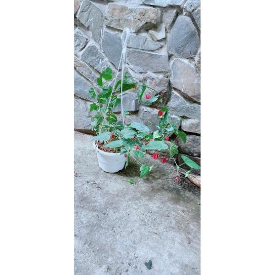 Chậu Hoa Lồng Đèn