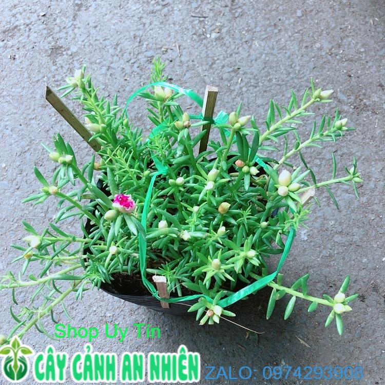Bụi Hoa 10h