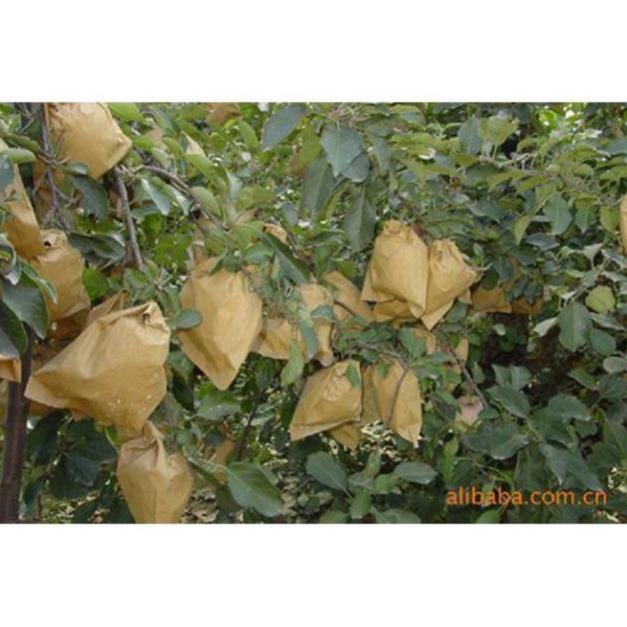 CHẤT LƯỢNG CAO Com bo 1000 túi bọc bưởi giấy không thấm nước