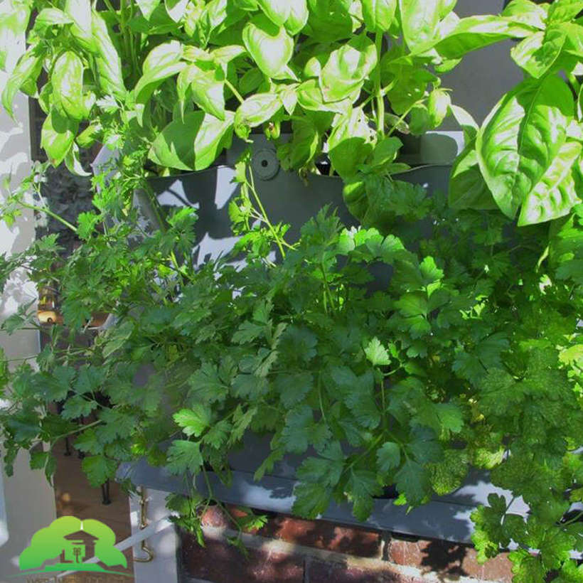 Chậu Treo Trồng Rau Ban Công Đứng Minigarden nhập khẩu Châu Âu kèm hệ thống tưới nhỏ giọt bán tự động với năng suất rau cao