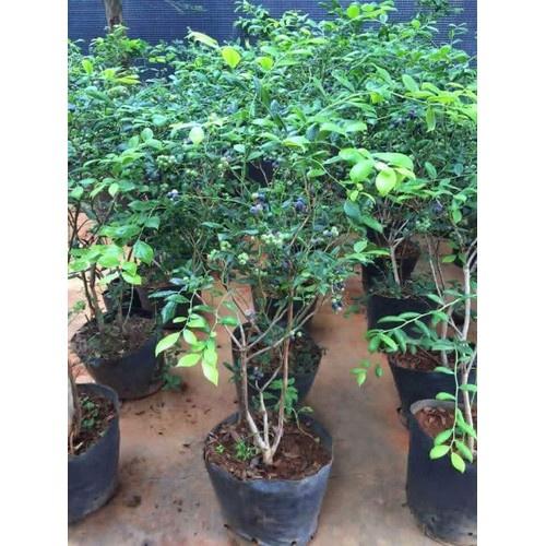 Cây việt quất, cây đang trái, cao 50-60cm