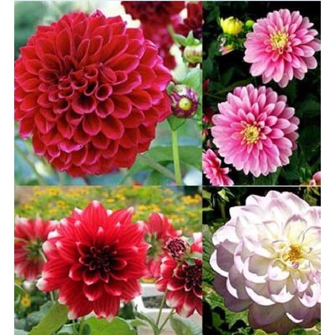 Hoa thược dược tổ ong Mix Màu - 1 gói 50 hạt