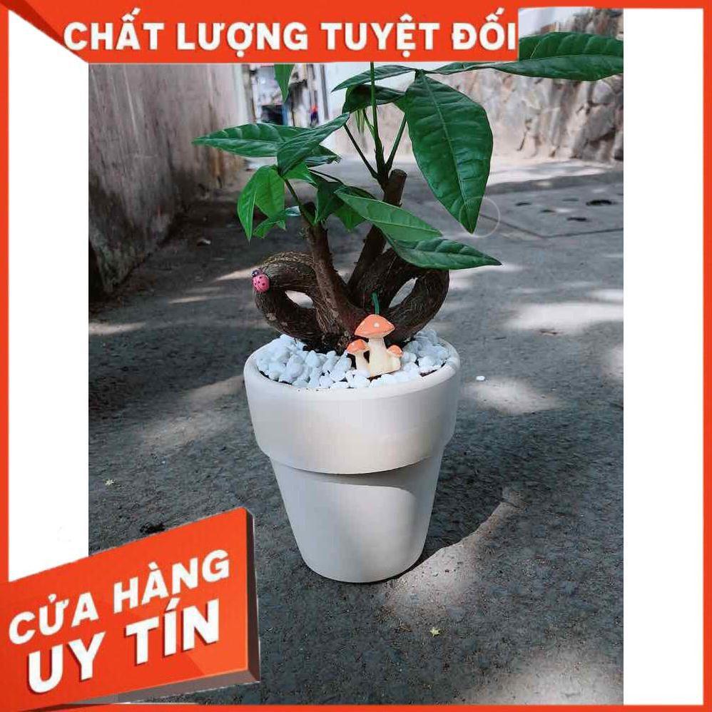 Chậu kim ngân nơ có trang trí Nhiều Người Mua