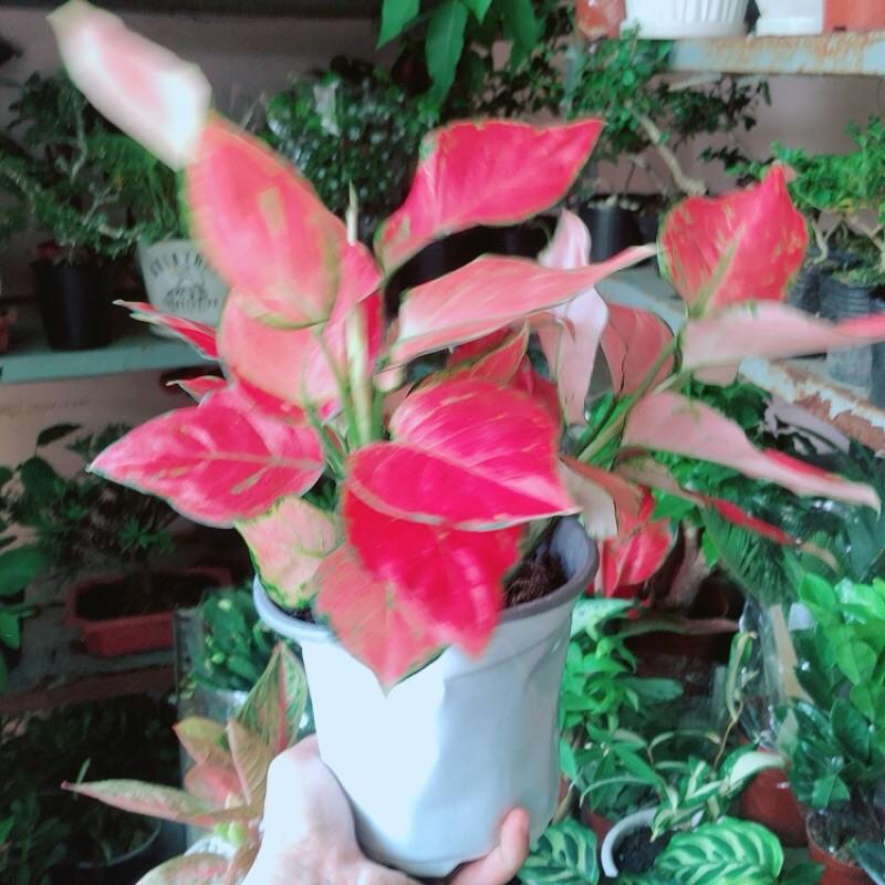 Vạn Lộc Hồng