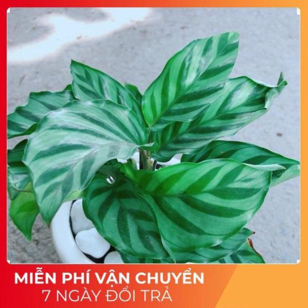 Chậu Đuôi Công Xanh