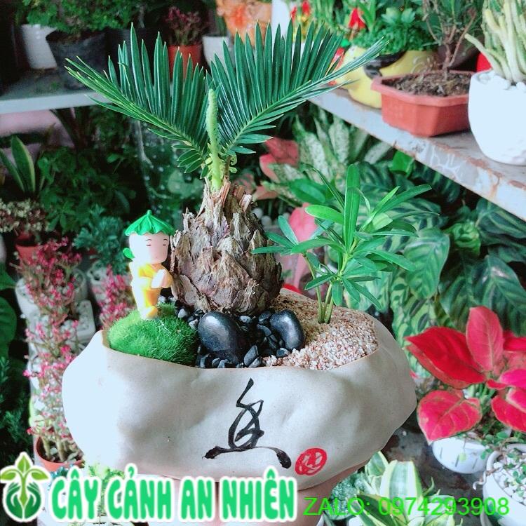 Cây Vạn Tuế Tiểu Cảnh