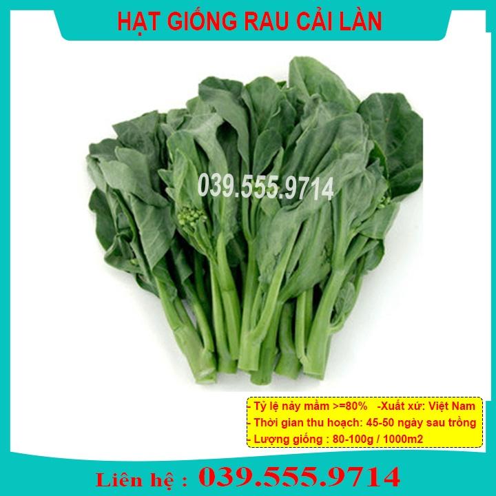 HẠT GIỐNG RAU CẢI LÀN - CẢI THÂN MẬP