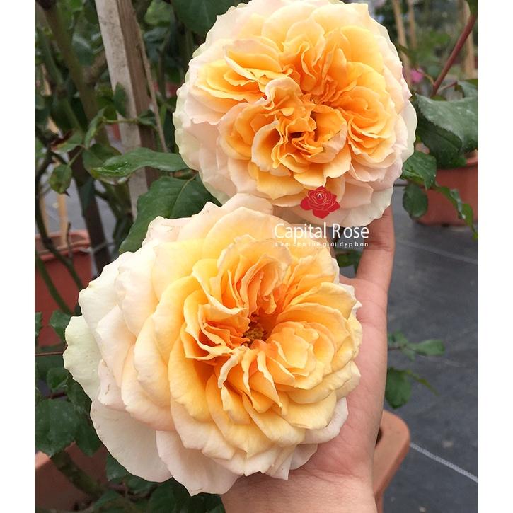 Cây hoa hồng beatrice- bầu to cây lớn trưởng thành