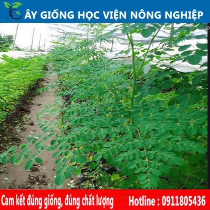 Sản phẩm Cây Ăn Trái cây chùm ngây cây rau quý có nhiều lợi ích cho sức khỏe