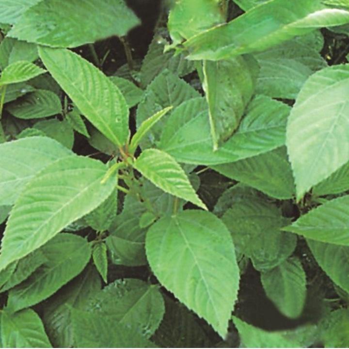 Hạt giống rau đay xanh/gói 20 gram-tặng kèm gói phân bón lót