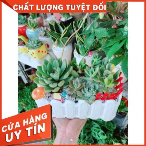 Chậu sen đá mix tiểu cảnh