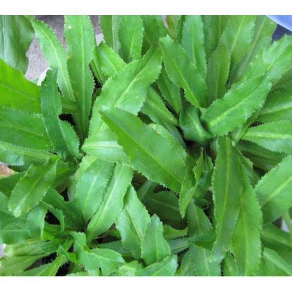 RAU MÙI TÀU, RAU NGÒ GAI - BẦU CÂY GIỐNG + Tặng 01 cây dâu da đất