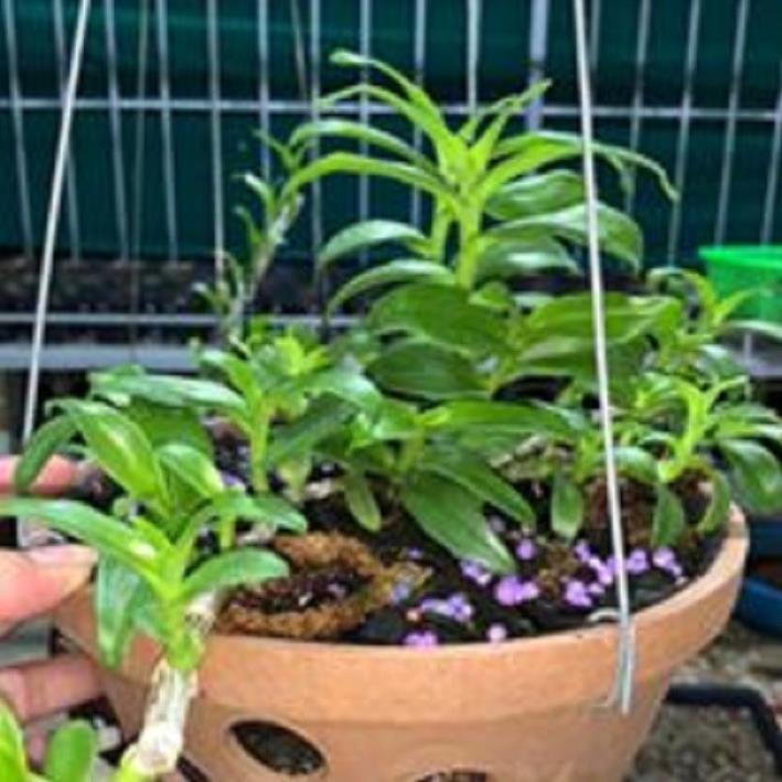 Hoa lan - 5CT mắt mờ hải dương
