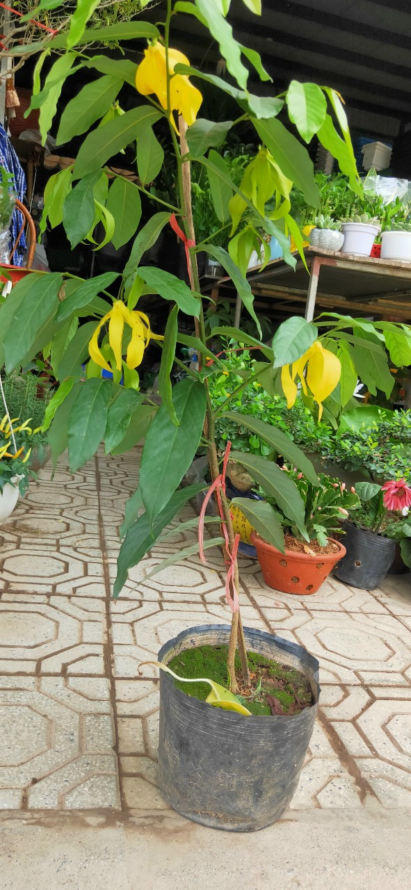 Cây hoa dẻ vàng, hoa thơm ngây ngất cao trên 1m