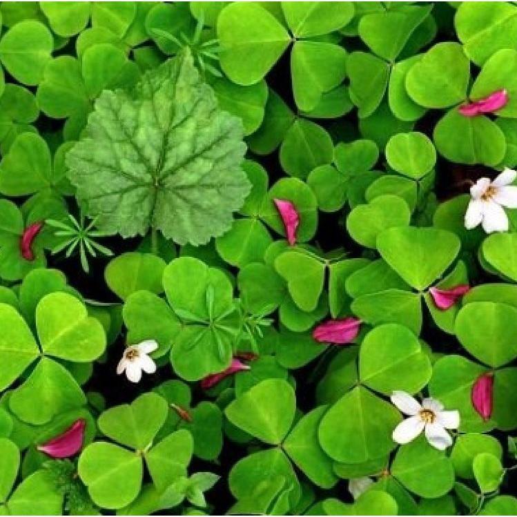 Hạt giống cây cỏ ba lá - 50 hạt/gói