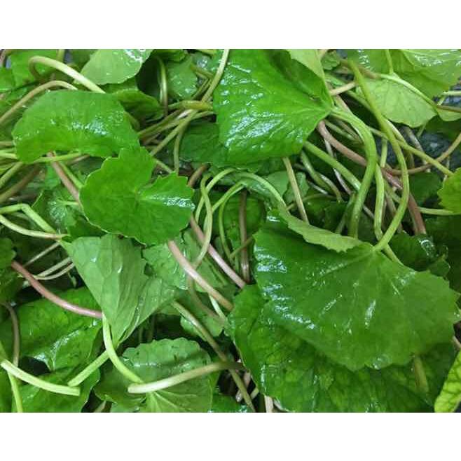 RAU MÁ HƯƠNG - bầu giống