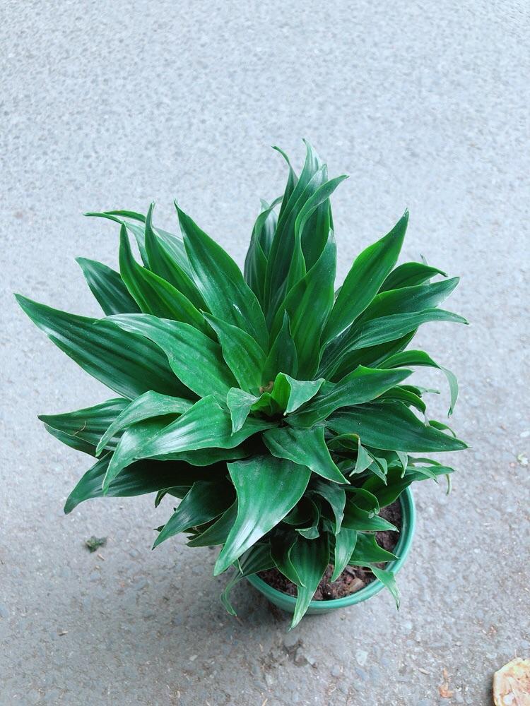 Cây Phát Tài Nhật