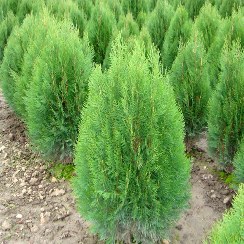 CÂY TÙNG BÁCH DIỆP