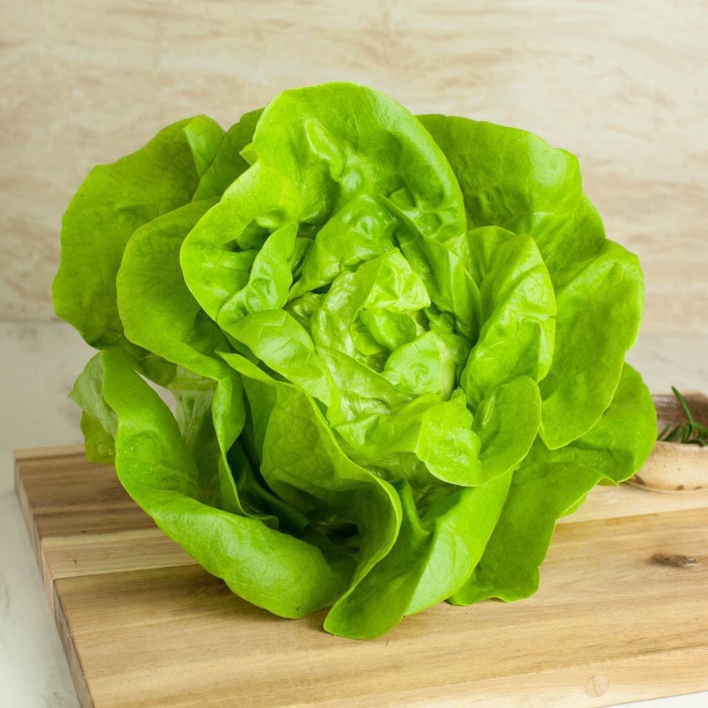 Hạt giống Xà lách búp 45