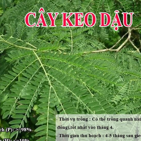 HẠT GIỐNG KEO DẬU - Thức Ăn Chăn Nuôi -- Hạt Giống Cỏ Chăn Nuôi - Cỏ Chăn Nuôi Trâu,Bò,Dê...