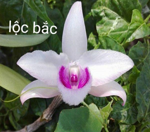 Combo 3 cây hoa phong lan giả hạc lộc bắc cây cực đẹp