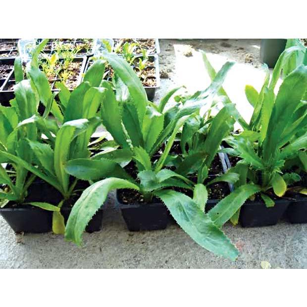 Hạt giống Mùi Tàu lá to, xanh non