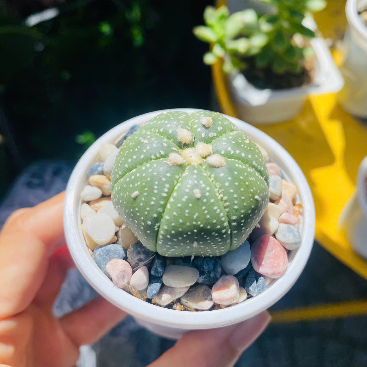 Xương rồng aster đường kính 4cm, ship cả chậu ngẫu nhiên như hình có lót sỏi