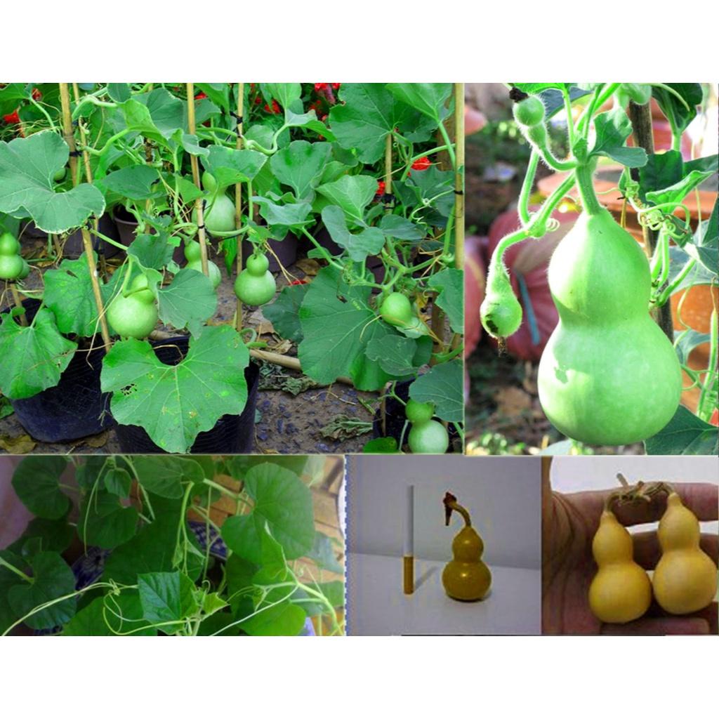 Hạt giống Bầu Hồ Lô Mini