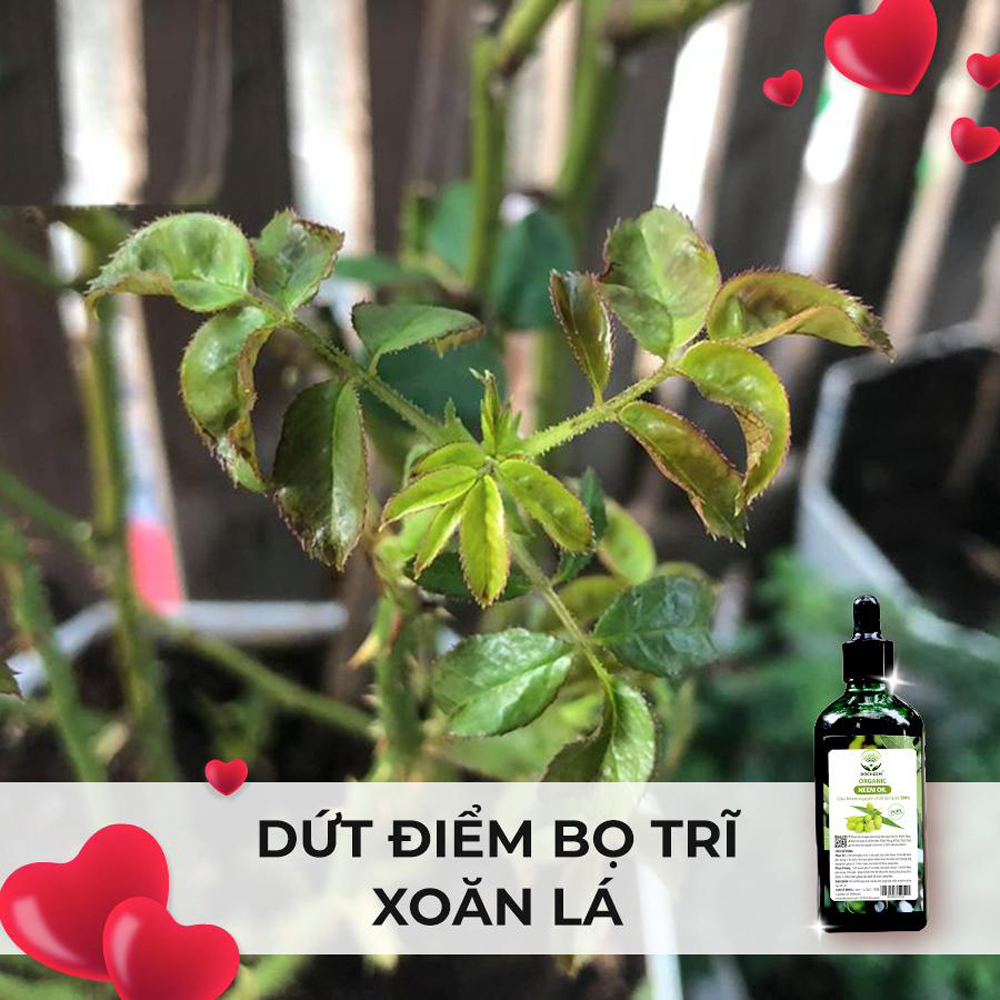 Combo Dầu Neem và Phân bón đậu nành Humic DOCNEEM hữu cơ, trị sâu bệnh kích chồi hoa hồng chuẩn form chai 100ml và 1 lít