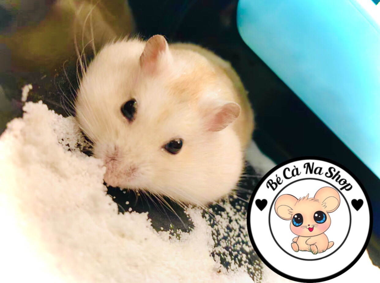 Cát tắm cho hamster bao 1kg