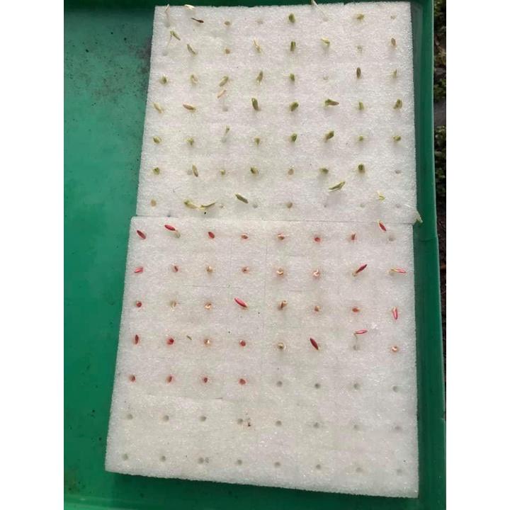 Mút ươm hạt giống trồng cây gồm 110 viên