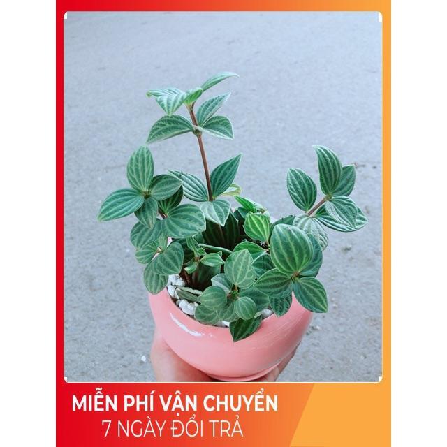 Chậu Cây Kim Cương Hột Xoàn