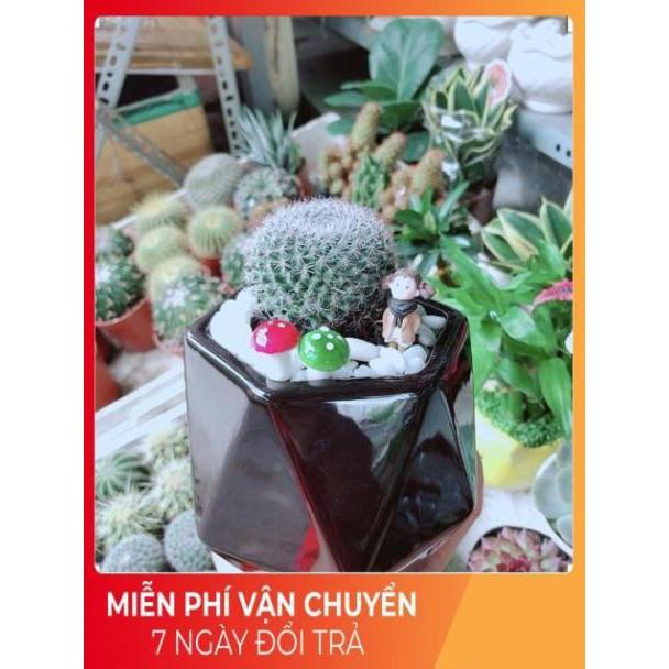 Chậu Xương Rồng