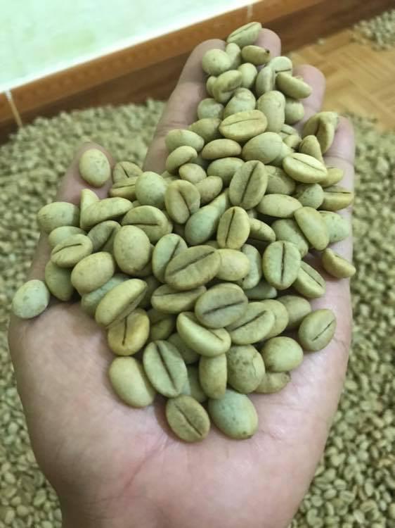 1 KG HẠT GIỐNG CÀ PHÊ VỐI CAO SẢN TR4 .