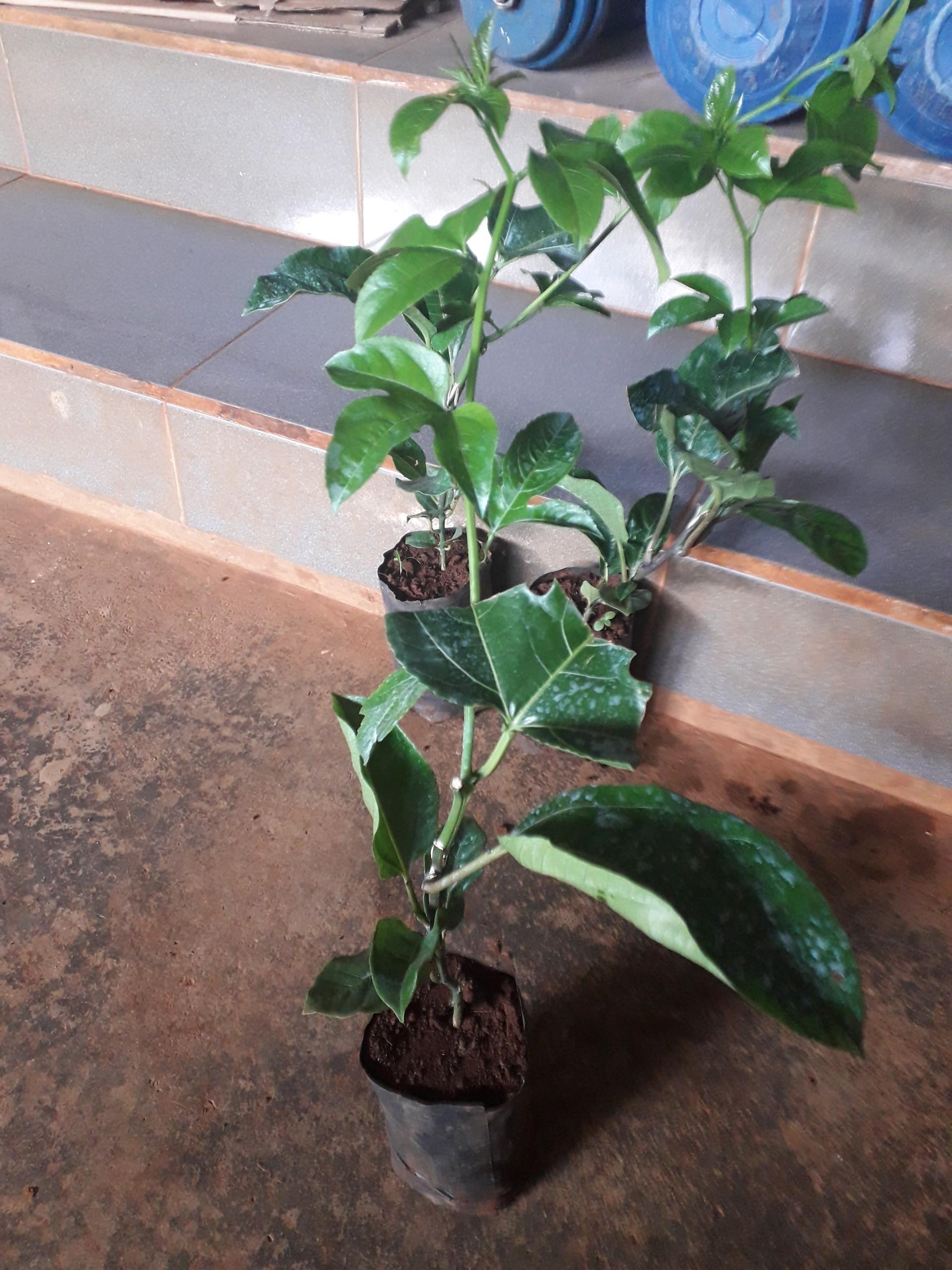 CÂY giống Chanh Leo tím