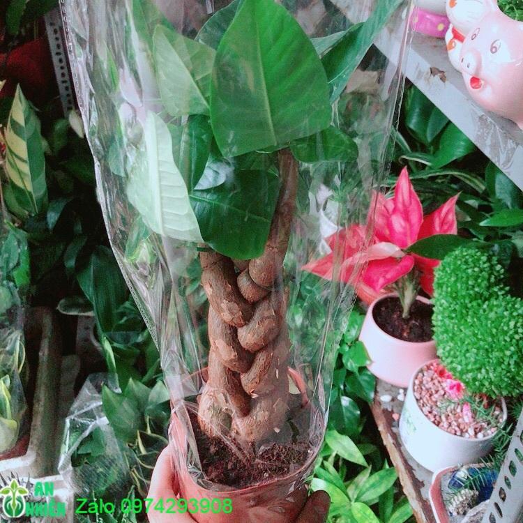 Kim Ngân Thắt Bính 3 Thân