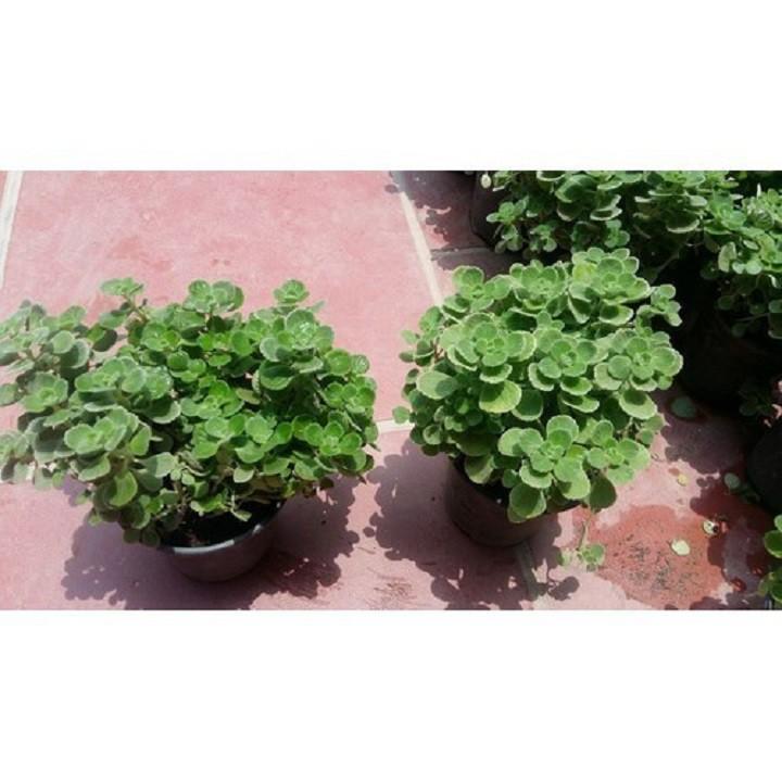CHẬU CÂY NHẤT MẠT HƯƠNG , XUA ĐUỔI MUỖI, MANG LẠI TÀI LỘC CHO CHỦ NHÀ