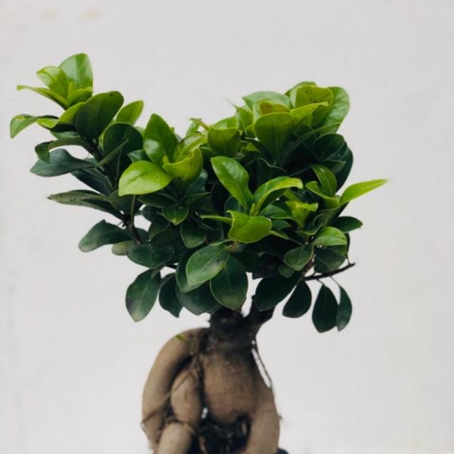 Cây bonsai si nhật