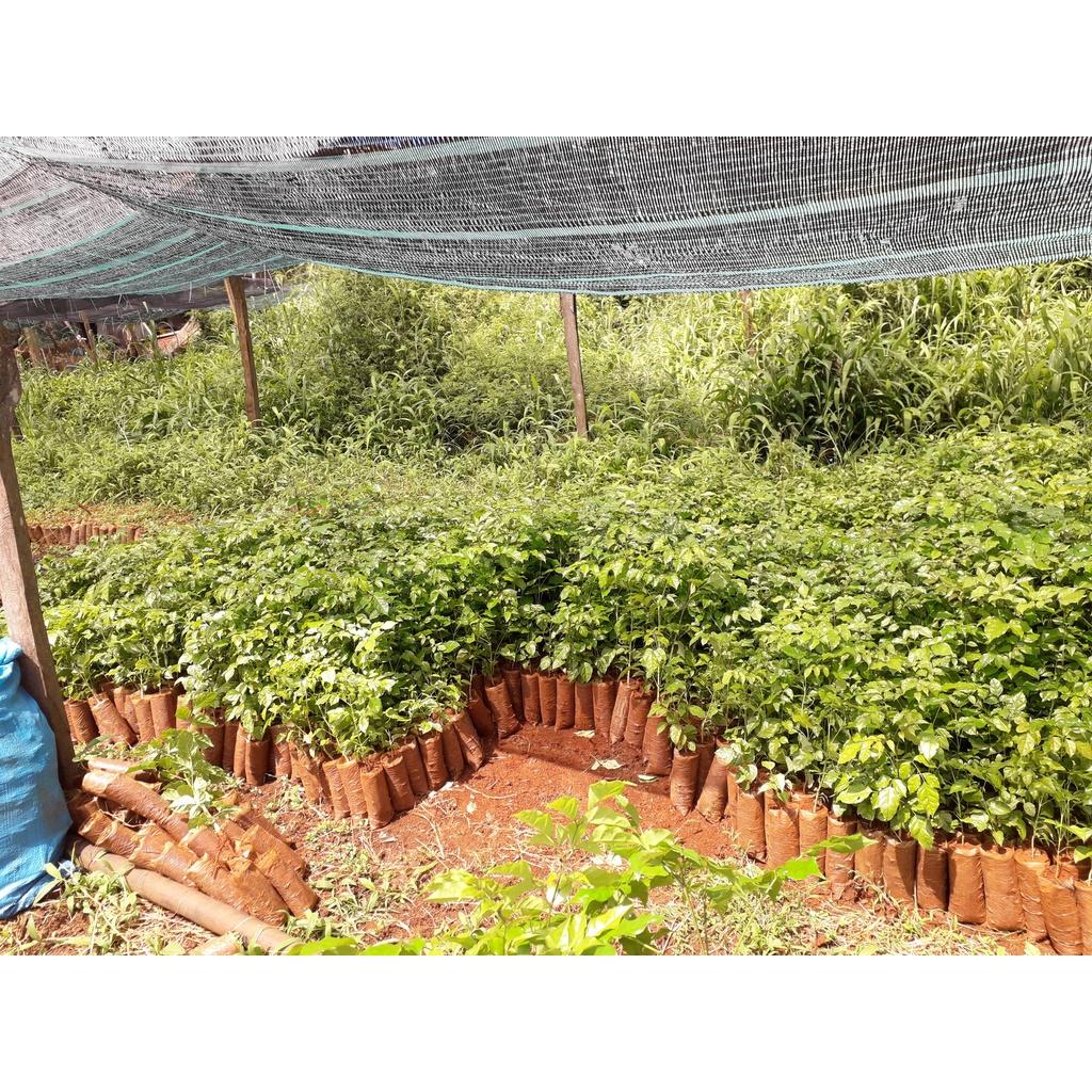 SẢN PHẨM: COMBO 10 CÂY GIỐNG NÚC NÁC RỪNG CAO TRÊN 40 CM
