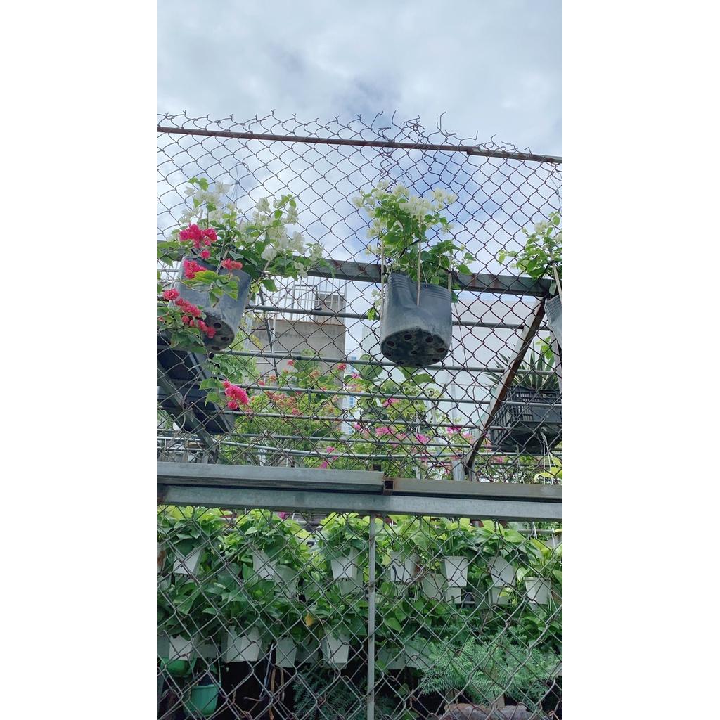 Hoa Giấy hàng đẹp